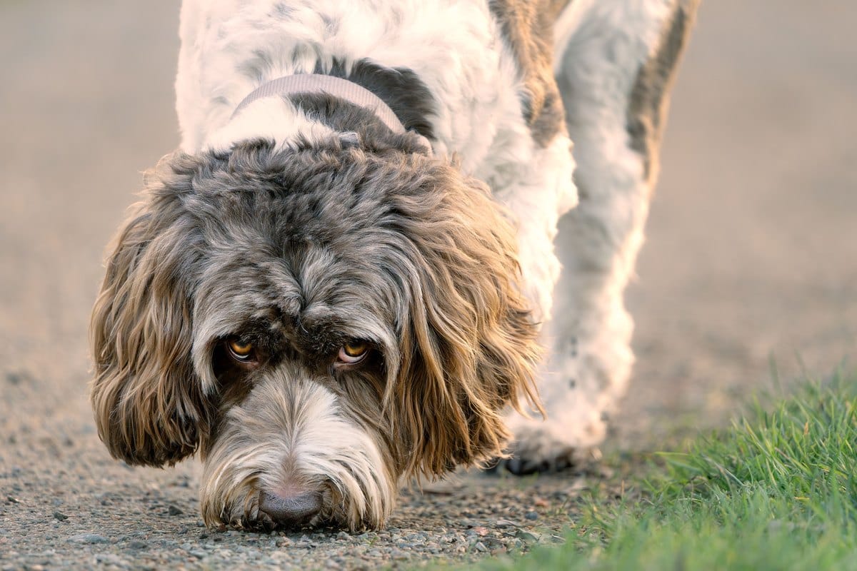 Labradoodle schnuppert auf einem Weg am Wiesenrand