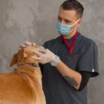 Tierarztrechnung verstehen: GOT in Deutschland, Tarife in Österreich