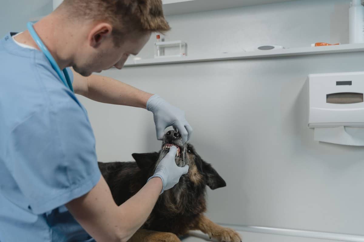 Tierarzt kontrolliert die Zähne eines Schäferhunds