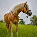 Haflinger: Rasseporträt mit Steckbrief, Charakter und Haltung