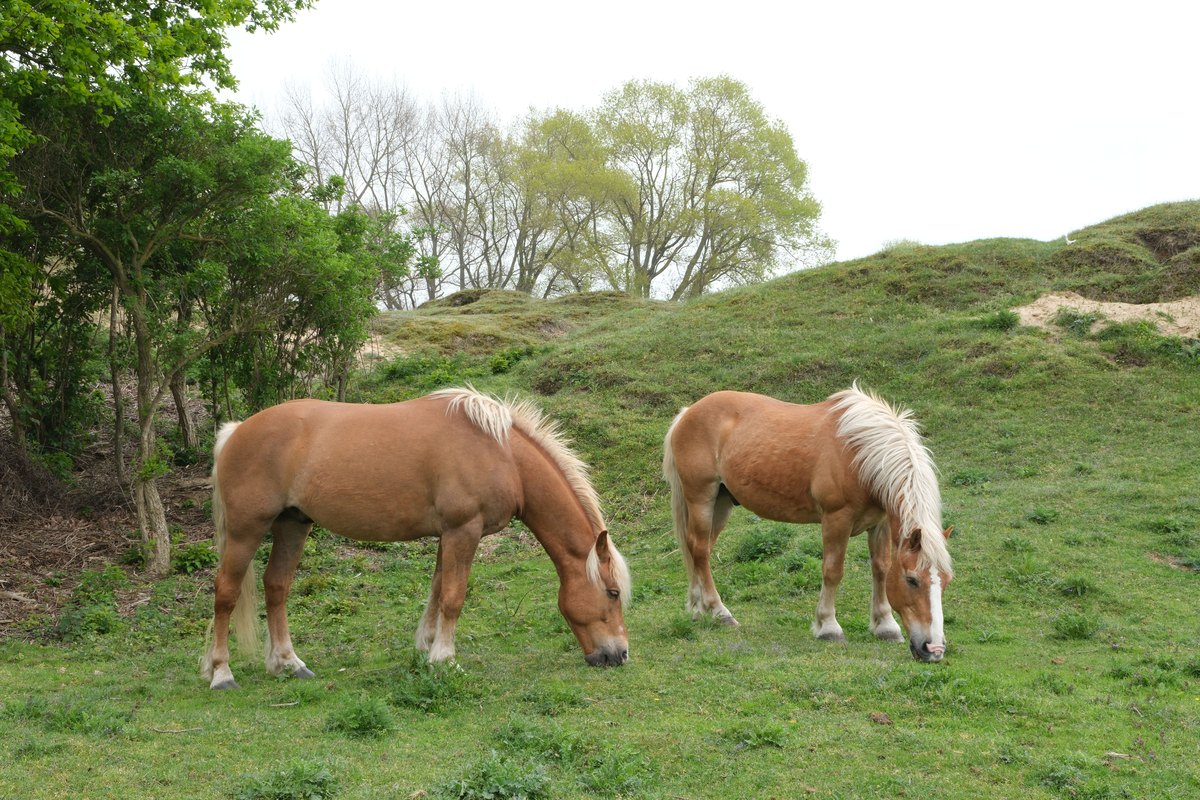 Zwei Haflinger grasen auf einer Wiese