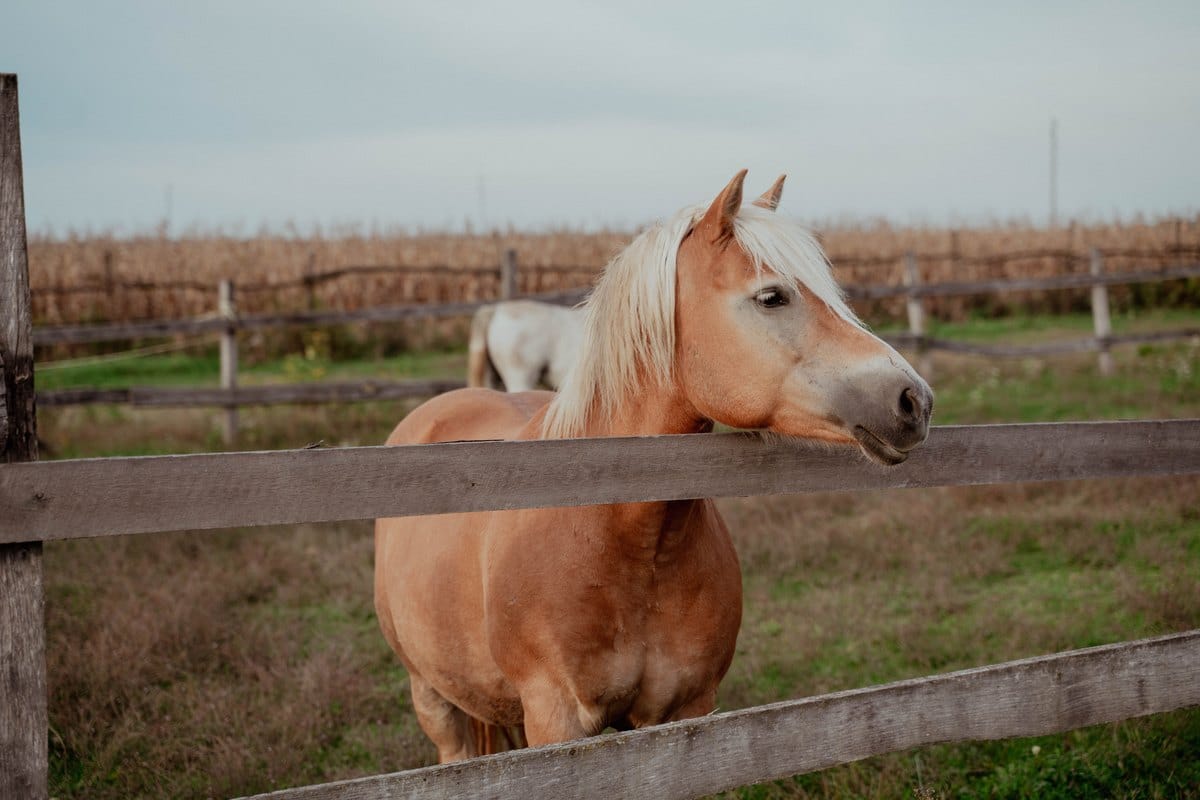 Haflinger schaut über einen Holzzaun