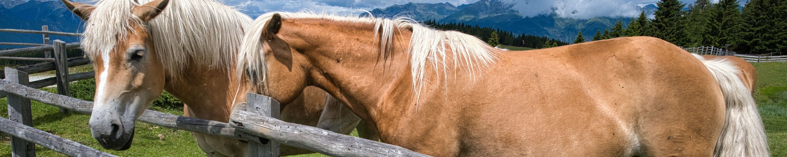 Haflinger: Rasseporträt mit Steckbrief, Charakter und Haltung