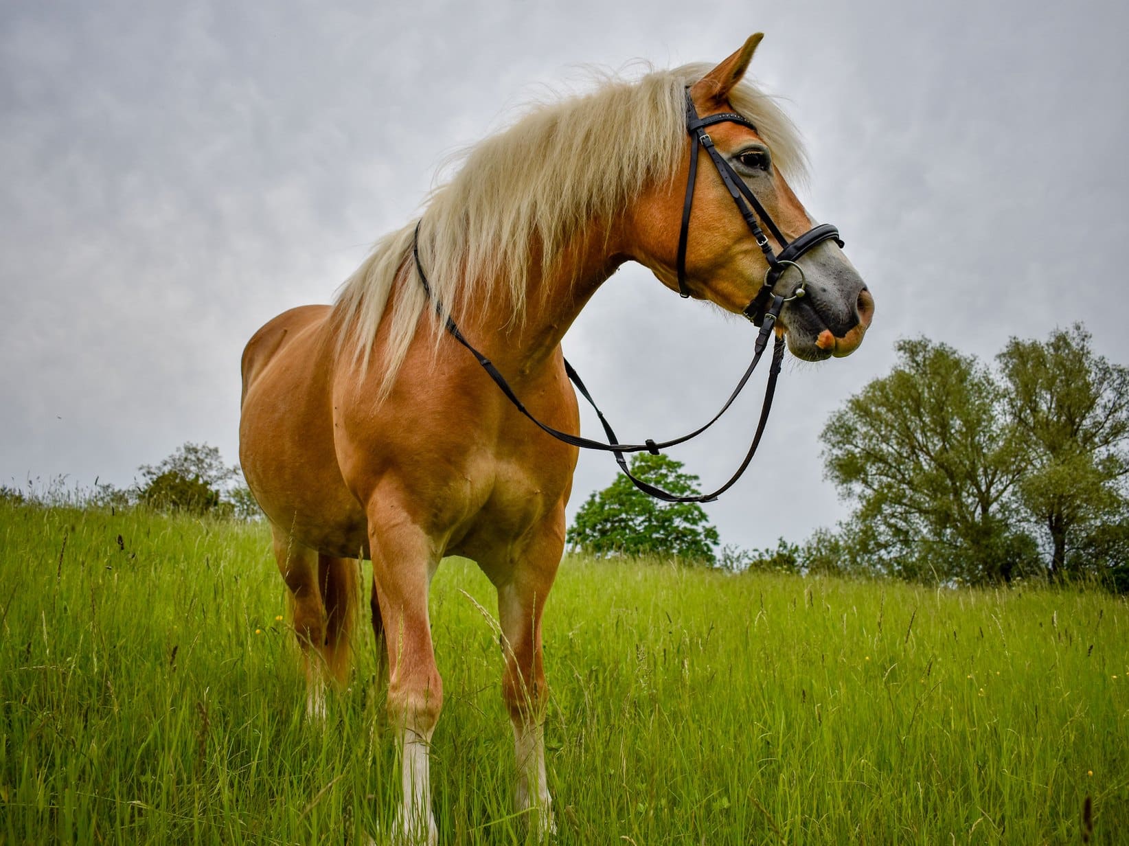 Haflinger: Rasseporträt mit Steckbrief, Charakter und Haltung