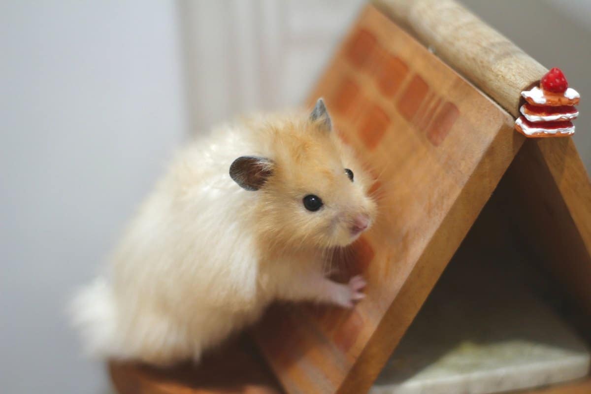 Goldhamster schaut aus seinem hölzernen Schlafhaus