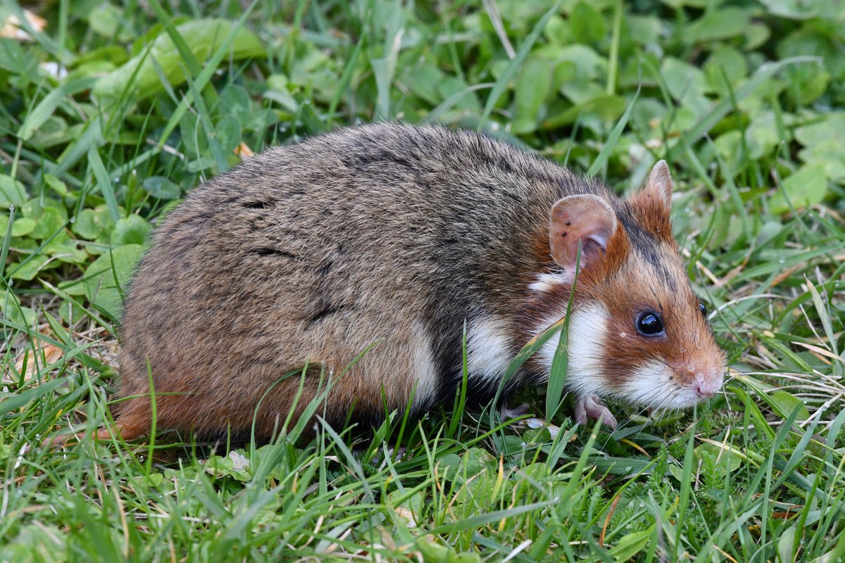 Wilder Feldhamster im Gras, der echten Winterschlaf hält