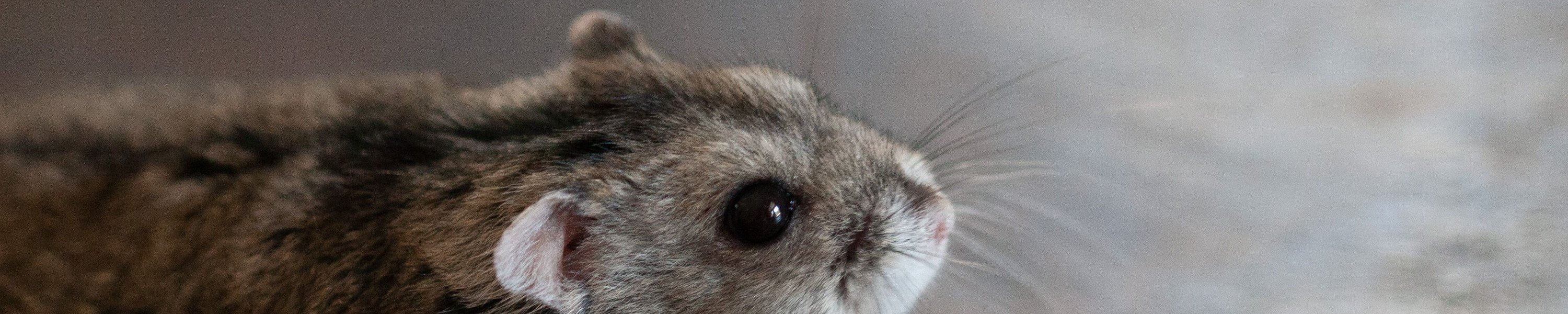 Hält mein Hamster Winterschlaf? Kältestarre erkennen