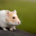 Hält mein Hamster Winterschlaf? Kältestarre erkennen