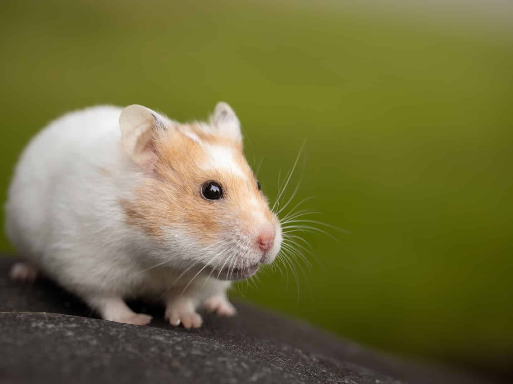 Hält mein Hamster Winterschlaf? Kältestarre erkennen