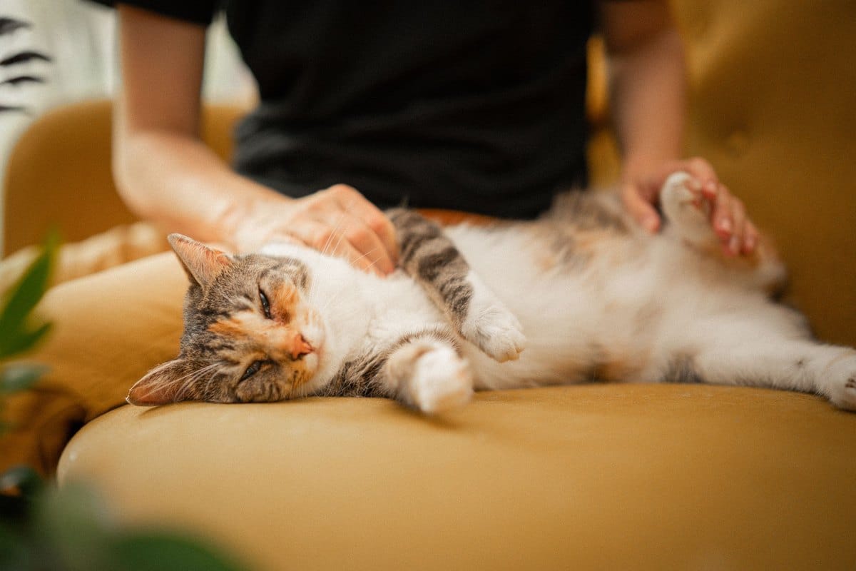 Katze lässt sich auf dem Sofa streicheln