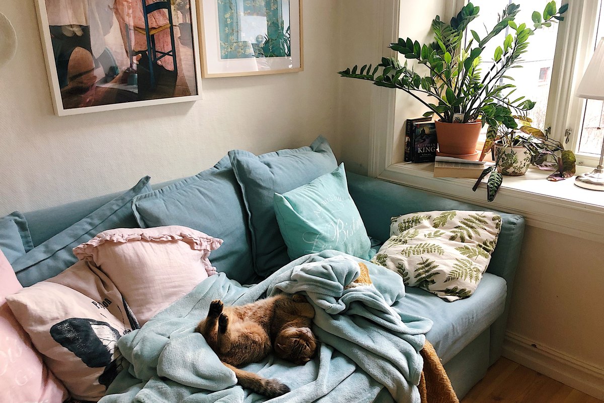 Katze schläft auf einem Sofa in einer gemütlichen Wohnung