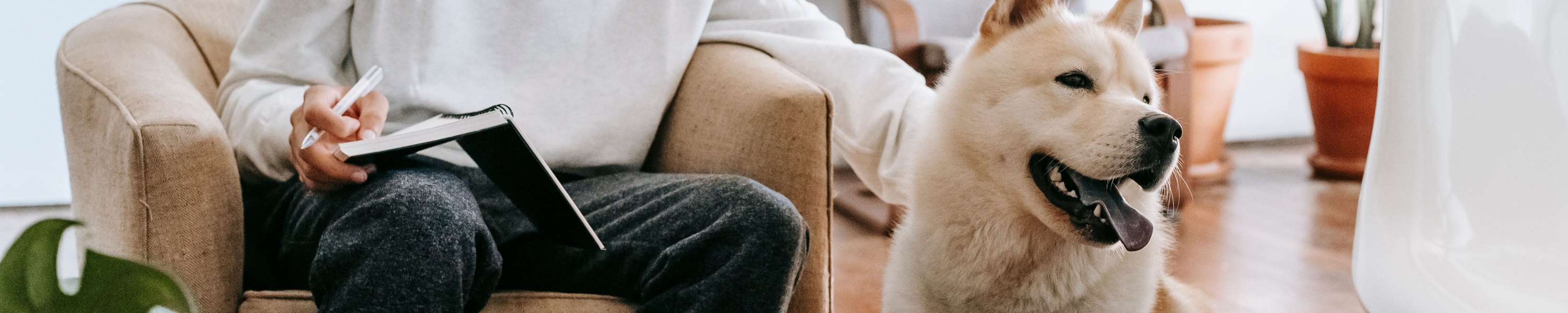 Hund und Katze in der Mietwohnung: Was Vermieter verbieten dürfen