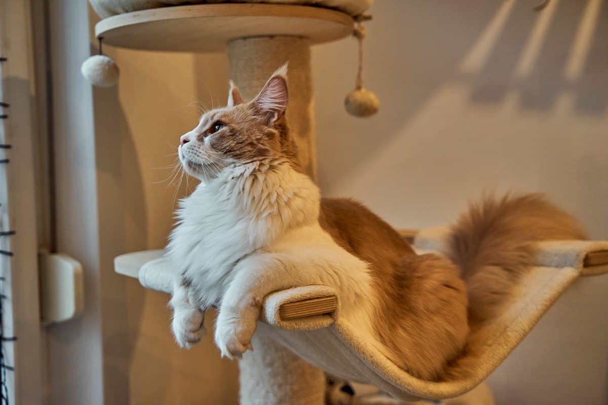 Maine-Coon-Katze liegt auf dem Kratzbaum