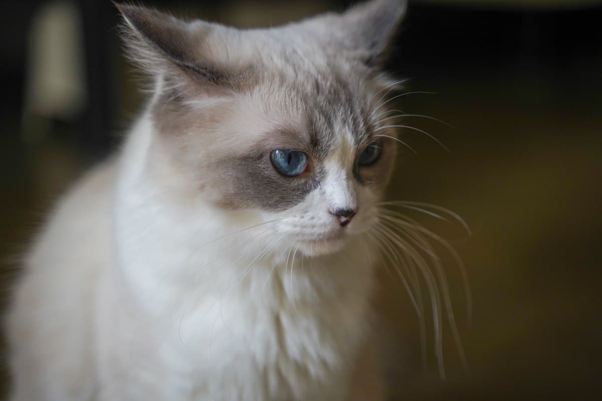Ragdoll-Katze mit blauen Augen