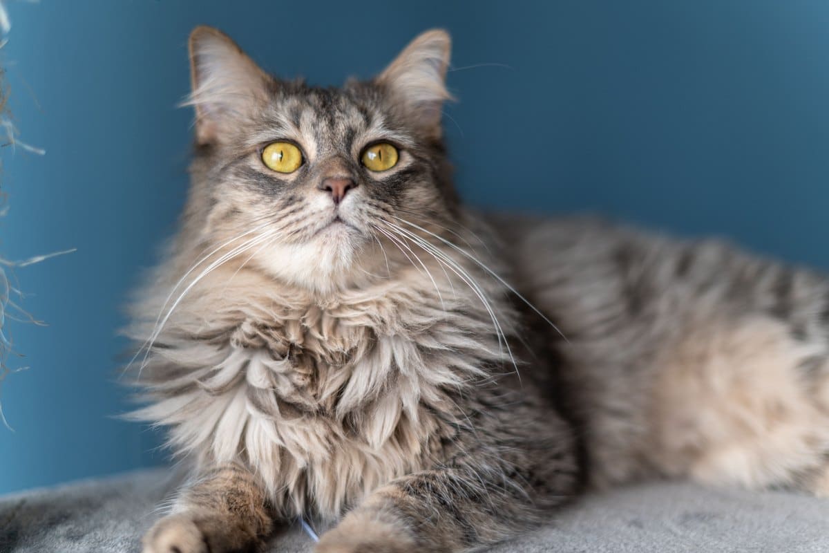 Graue Langhaarkatze liegt aufmerksam auf einer Decke
