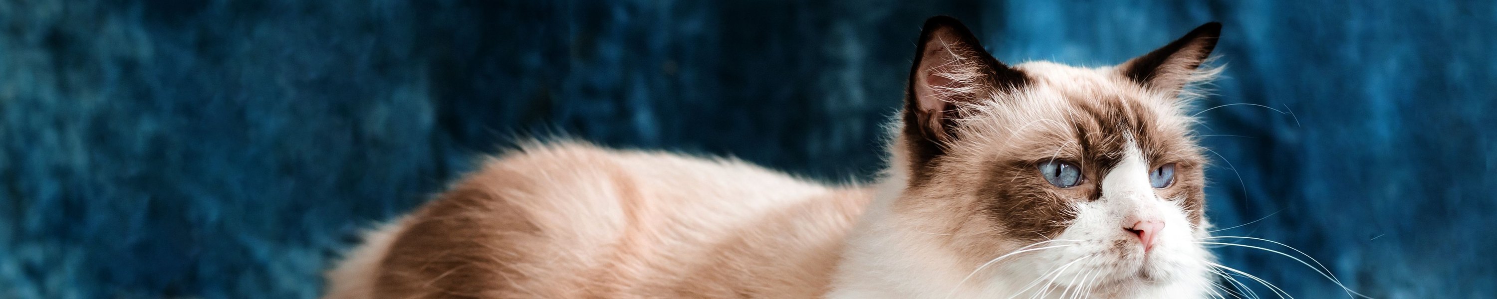 HCM bei der Katze: Herzerkrankung erkennen und behandeln