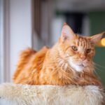 HCM bei der Katze: Herzerkrankung erkennen und behandeln