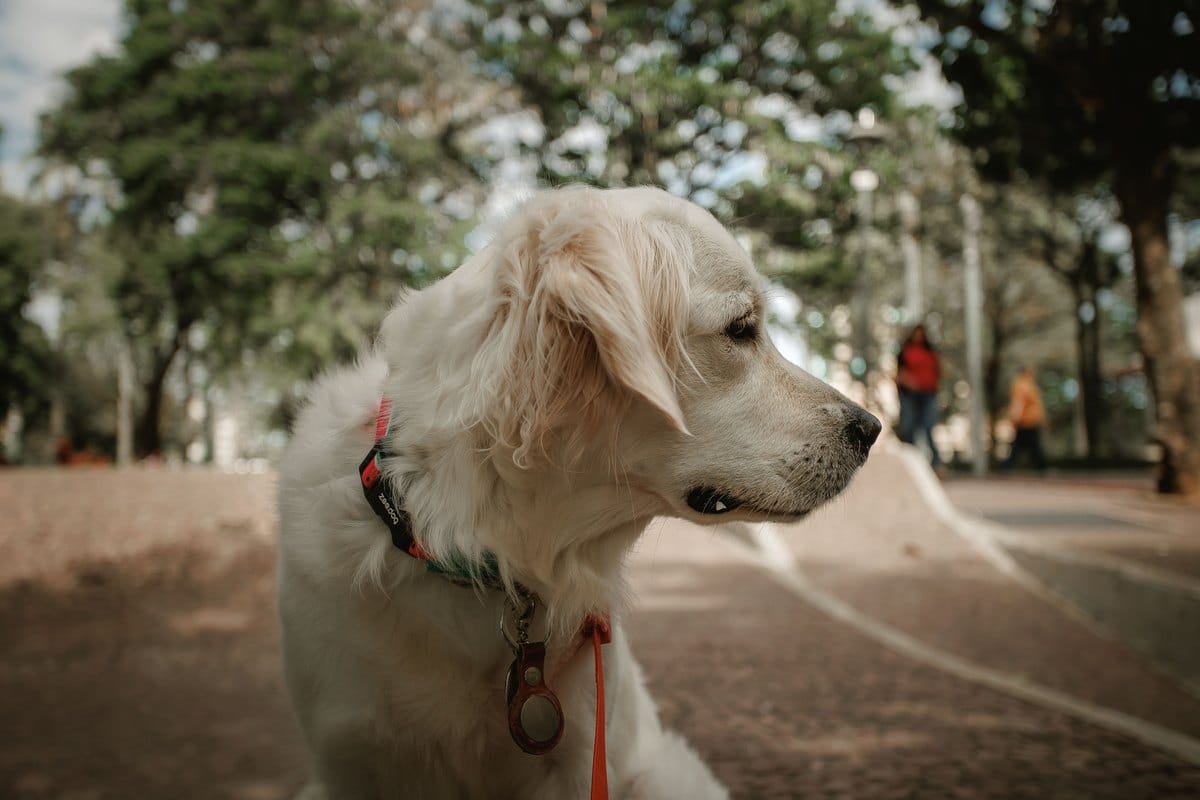 Heller Golden Retriever mit Halsband im Park