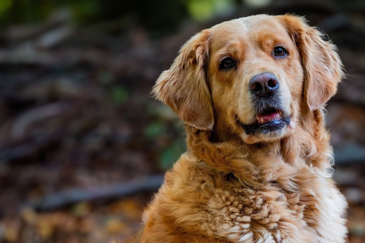Golden Retriever mit dichtem Fell im Wald