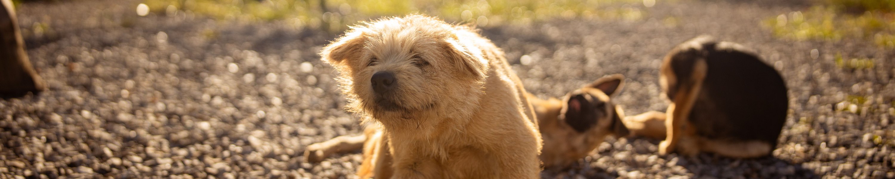 Hot Spot beim Hund: Ursachen und Behandlung