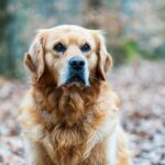 Hot Spot beim Hund: Ursachen und Behandlung