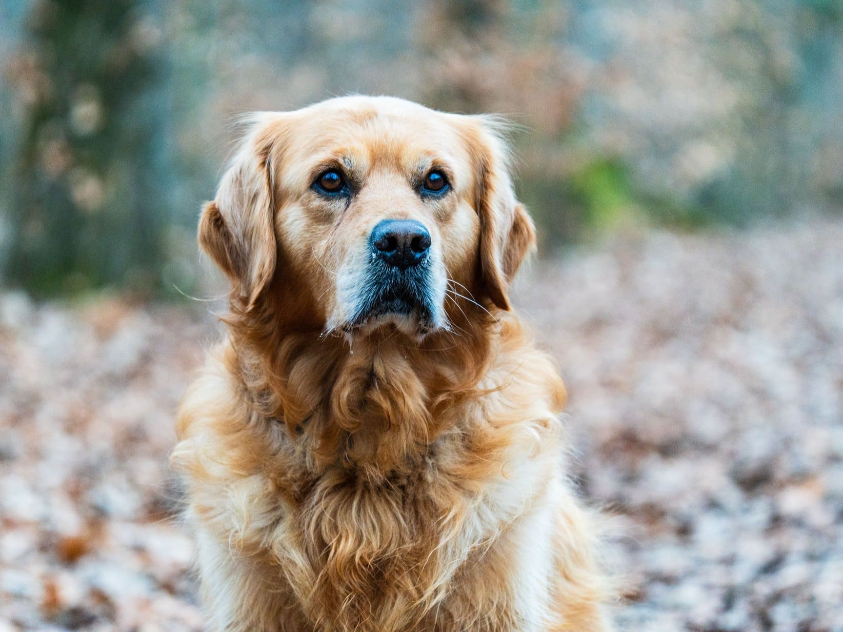 Hot Spot beim Hund: Ursachen und Behandlung