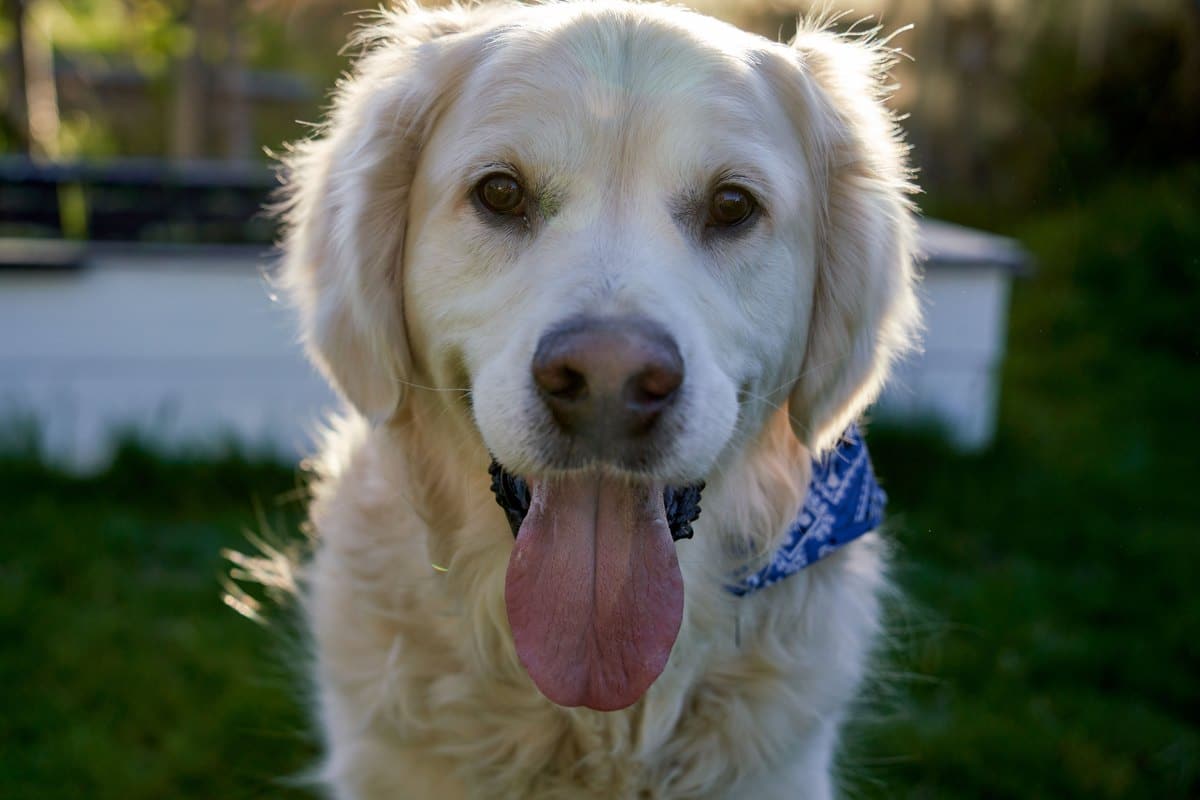 Golden Retriever mit Halstuch blickt fröhlich in die Kamera