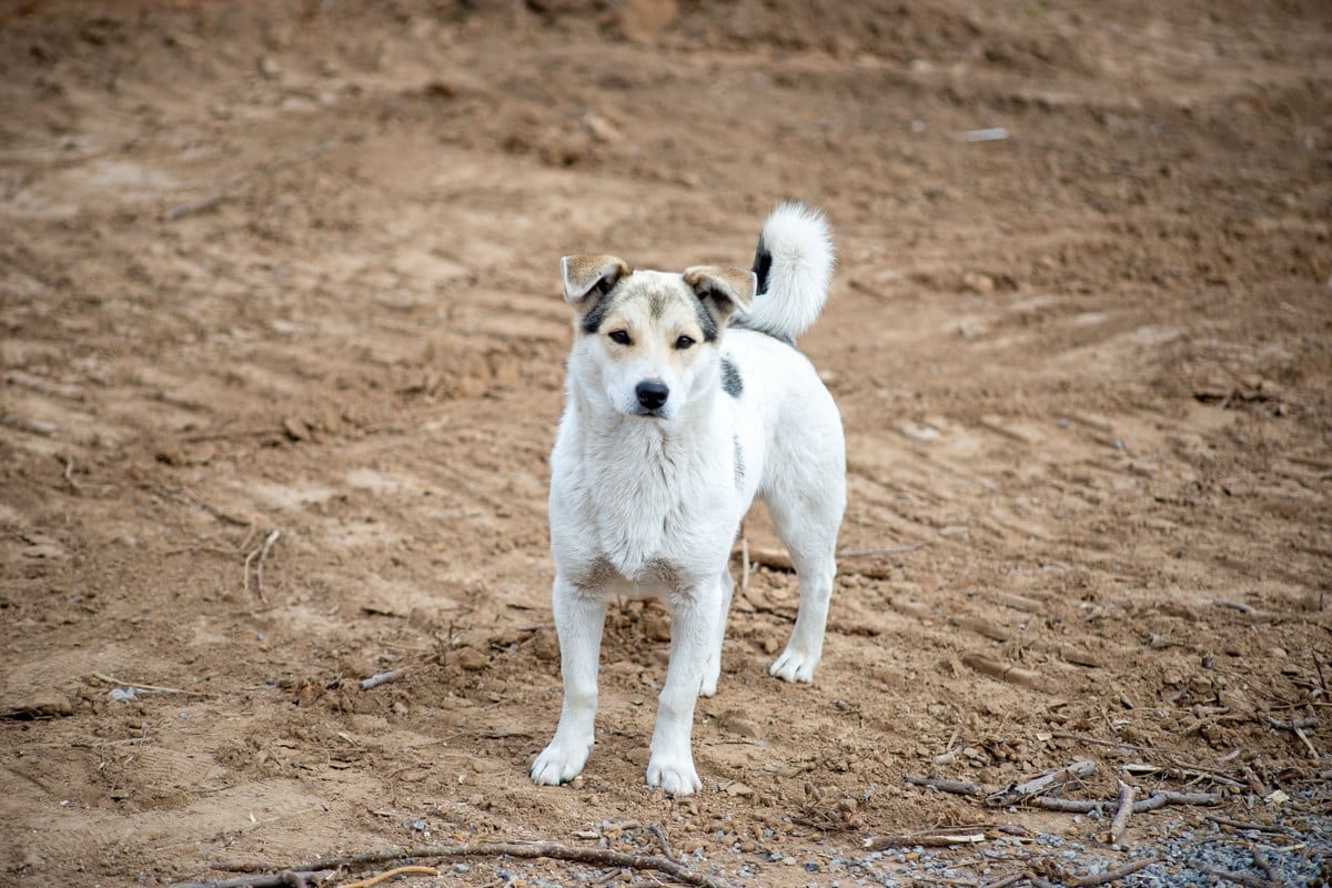 Weißer Hund steht aufmerksam auf einem Feldweg