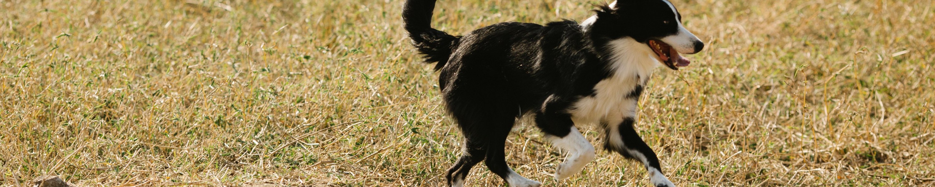 Hund entlaufen: Was du in den ersten 24 Stunden tun solltest