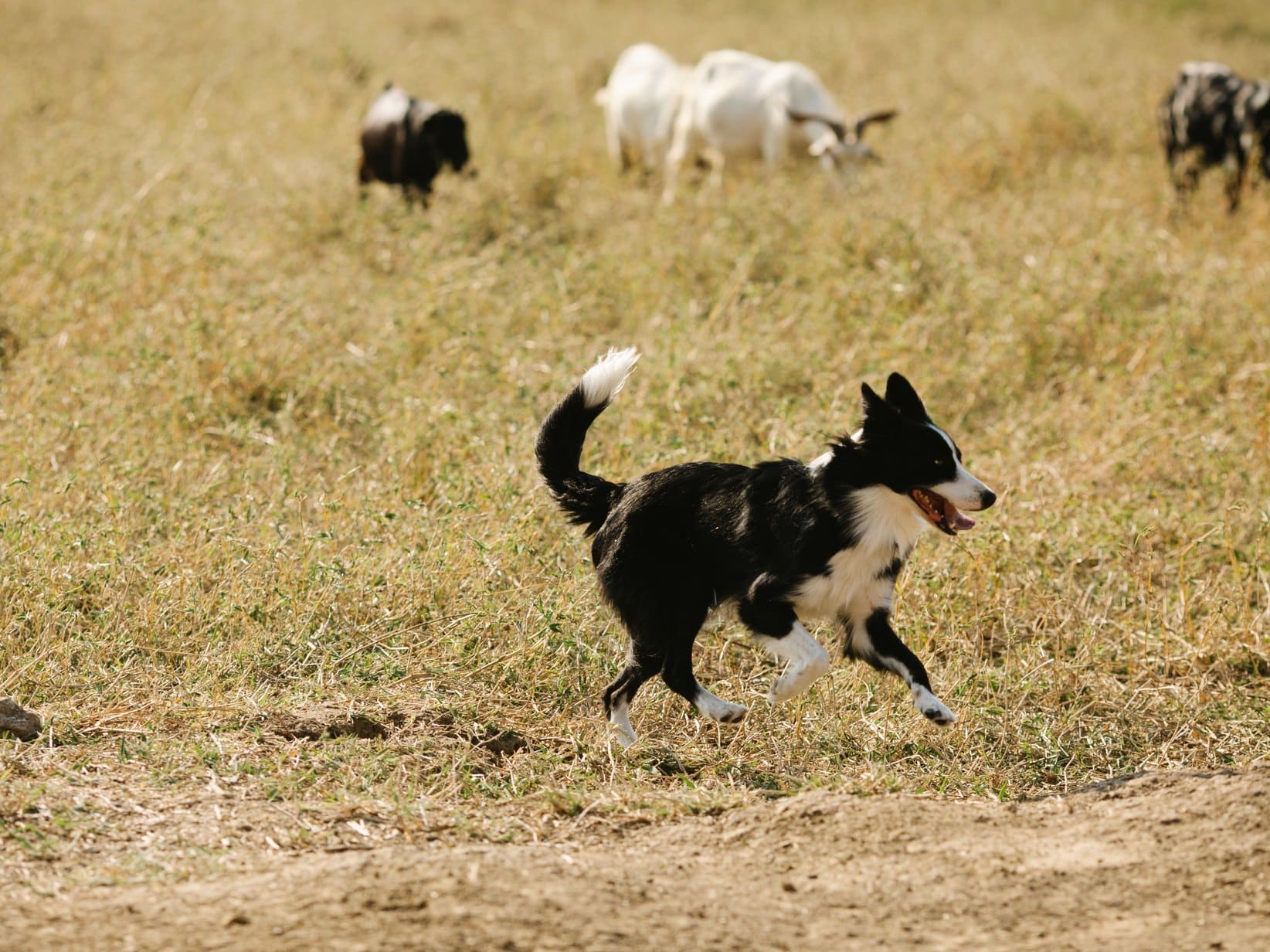 Hund entlaufen: Was du in den ersten 24 Stunden tun solltest