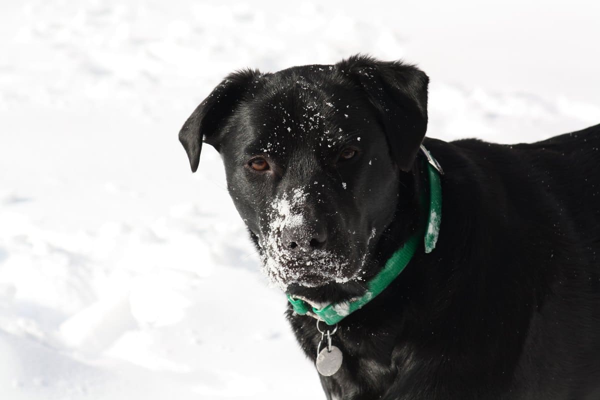 Schwarzer Hund mit Schnee an der Schnauze