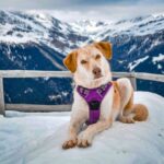 Hund frisst Schnee: Schneegastritis erkennen und vorbeugen