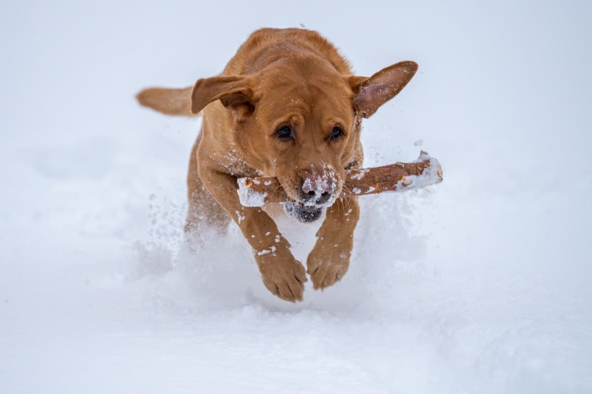Rotbrauner Labrador rennt mit einem Stock durch den Schnee