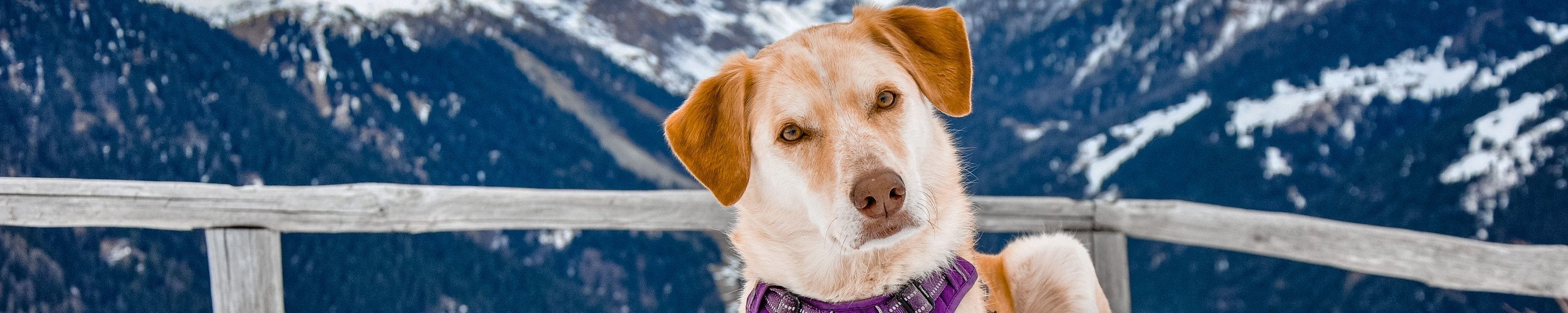 Hund frisst Schnee: Schneegastritis erkennen und vorbeugen
