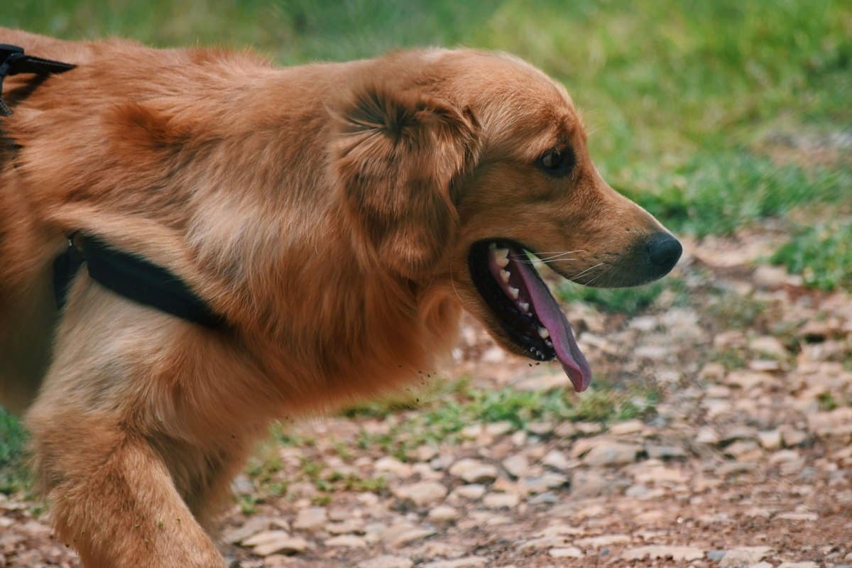 Golden Retriever hechelt beim Spaziergang