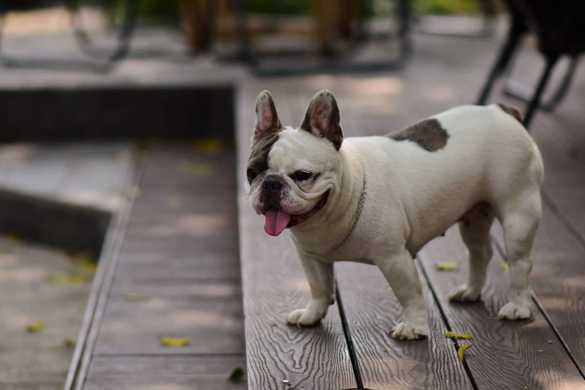 Französische Bulldogge mit heraushängender Zunge