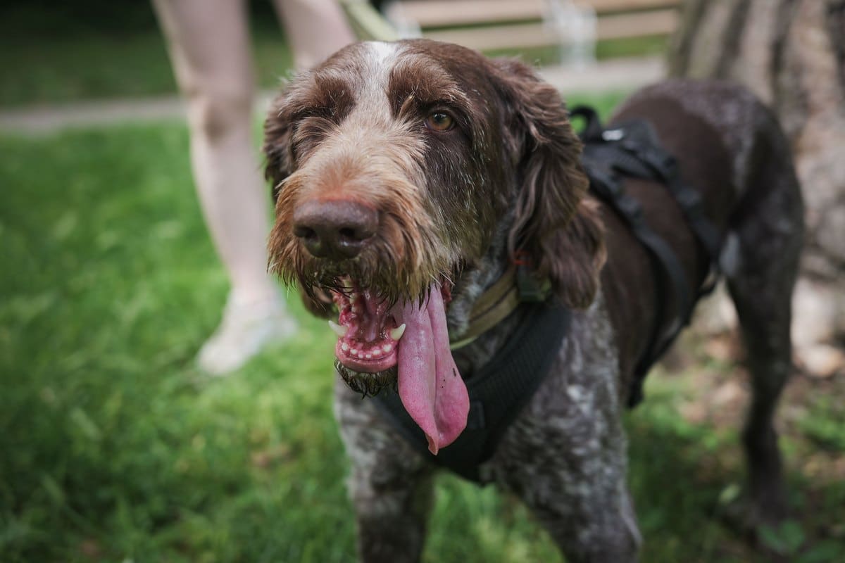 Drahthaariger Vorstehhund hechelt nach dem Toben auf der Wiese
