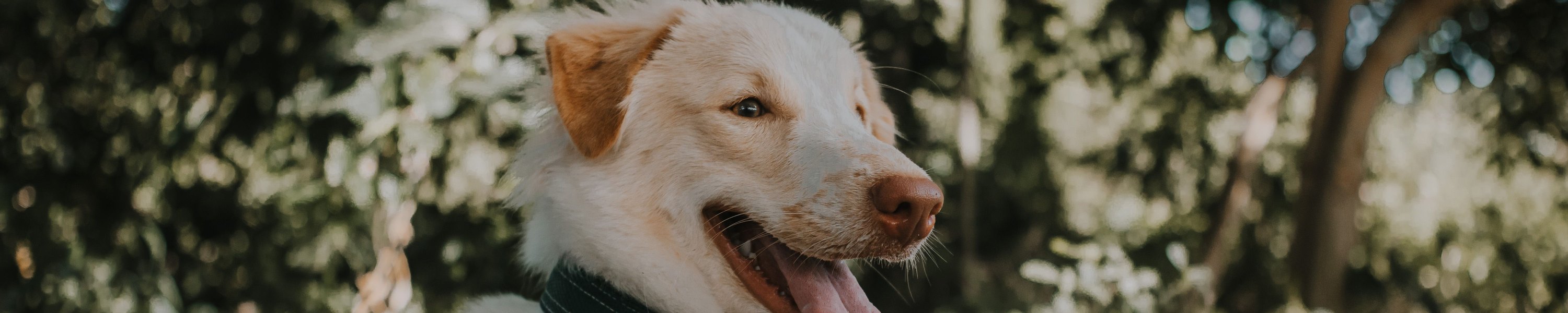 Hund hechelt stark: Wann es harmlos ist und wann ein Notfall