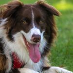 Hund hechelt stark: Wann es harmlos ist und wann ein Notfall