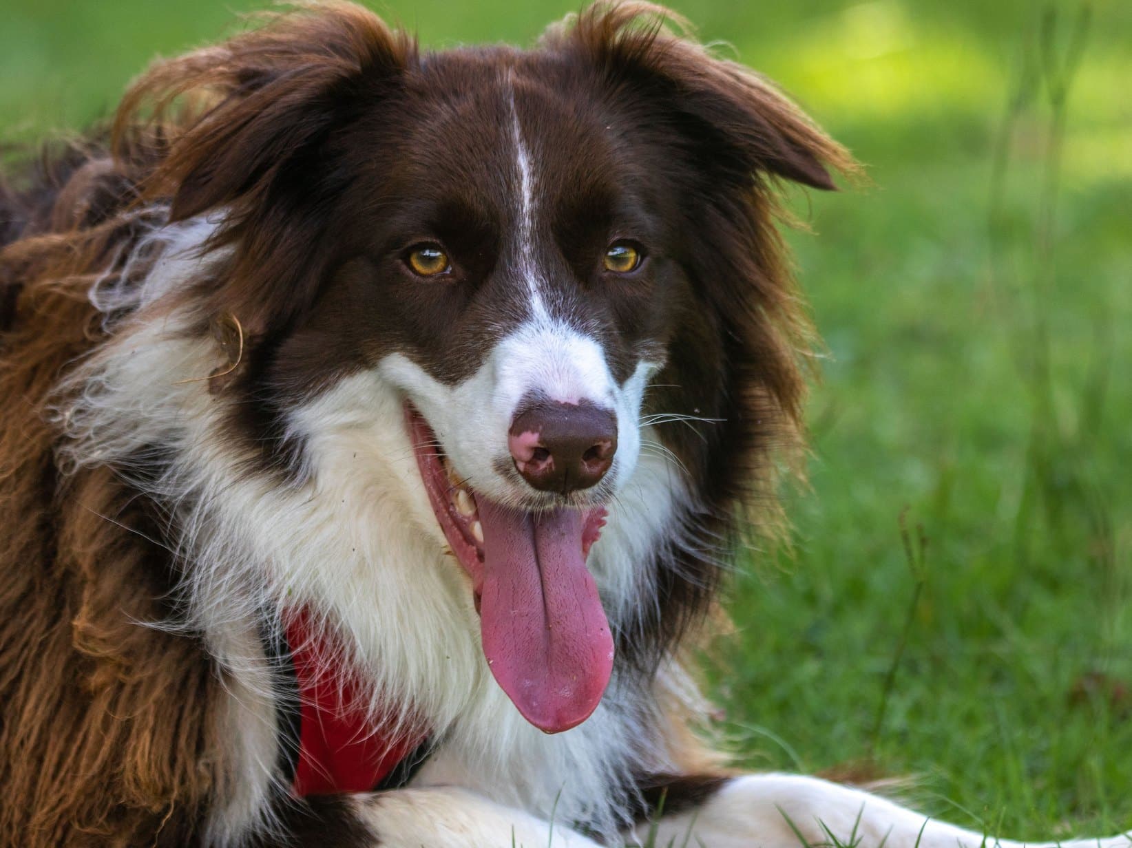 Hund hechelt stark: Wann es harmlos ist und wann ein Notfall