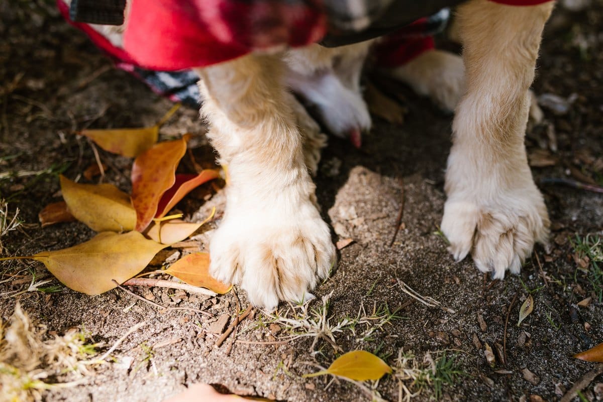 Nahaufnahme der Vorderpfoten eines hellen Hundes