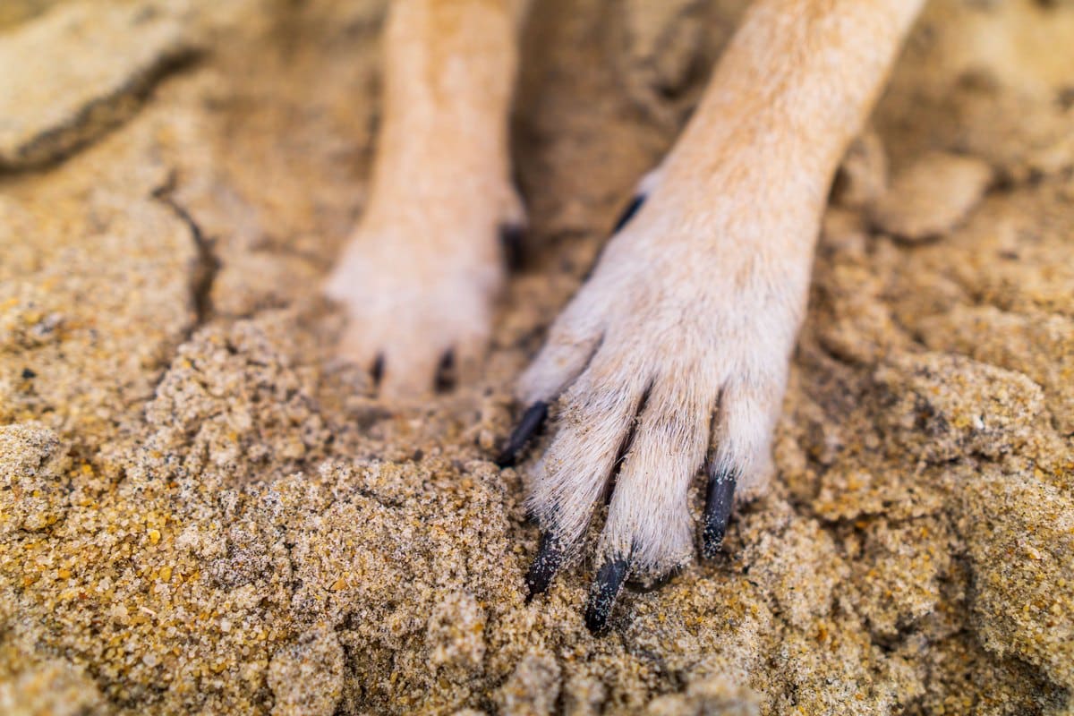 Hundepfoten mit Krallen im Sand