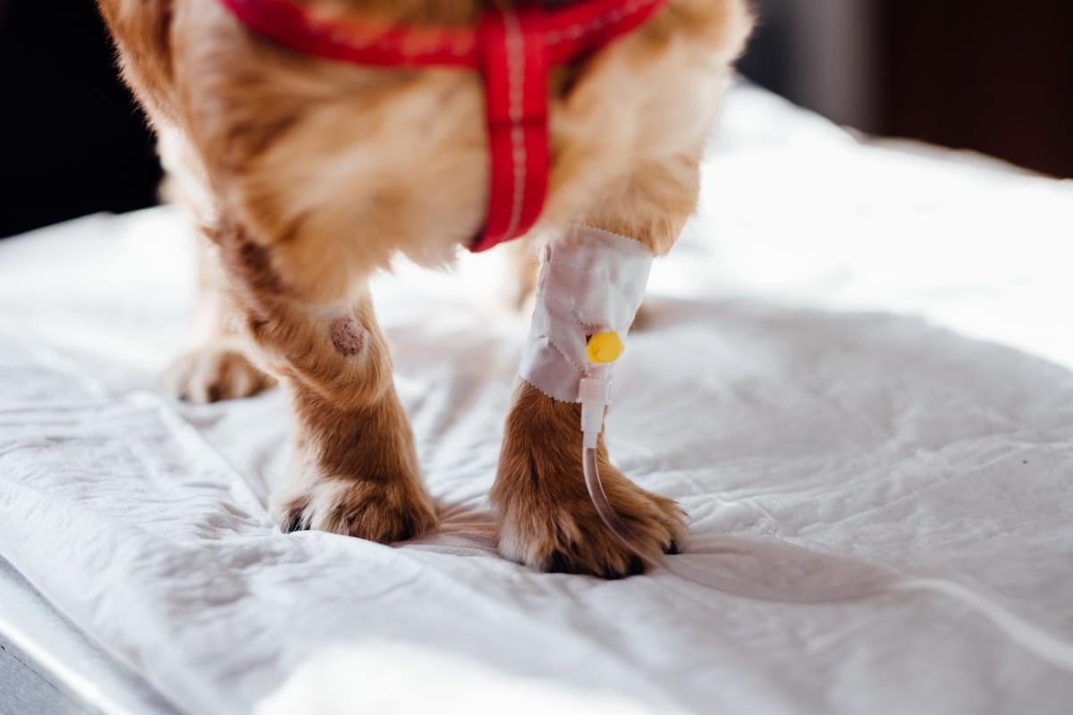 Kleiner Hund mit Infusionszugang am Bein in der Tierarztpraxis