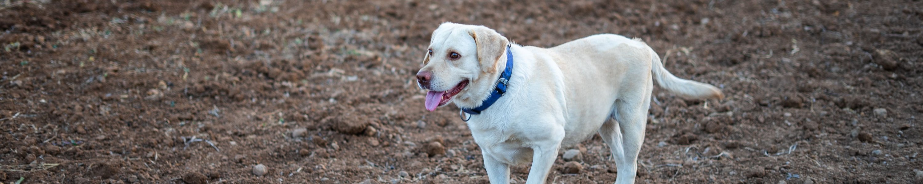 Hund humpelt: Ursachen erkennen und wissen, wann du zum Tierarzt musst