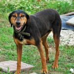 Hund humpelt: Ursachen erkennen und wissen, wann du zum Tierarzt musst