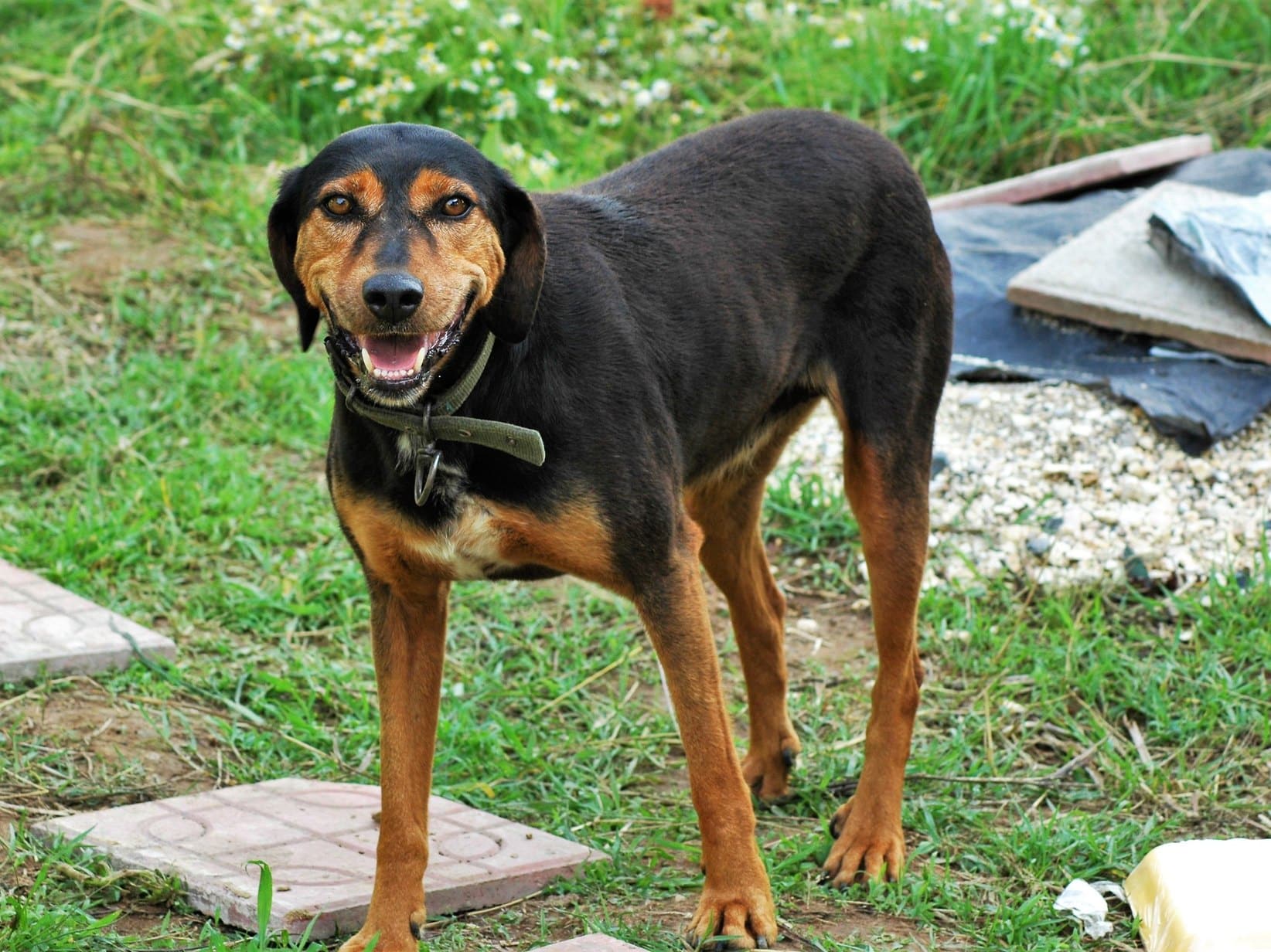 Hund humpelt: Ursachen erkennen und wissen, wann du zum Tierarzt musst