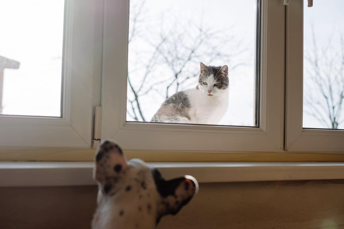Hund und Katze beobachten einander durch eine Fensterscheibe