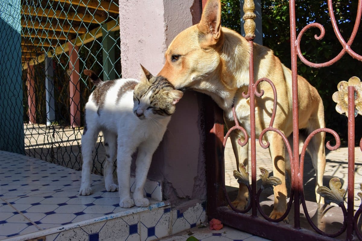 Hund und Katze schmiegen sich auf einer Terrasse aneinander