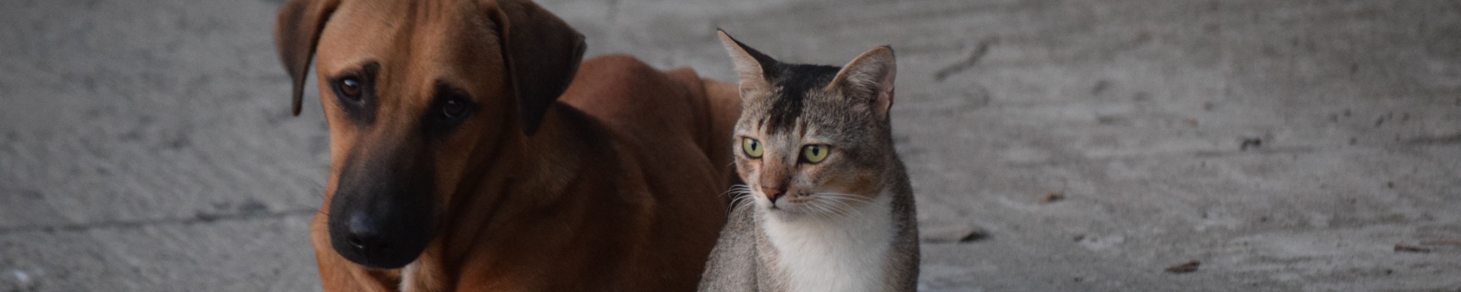 Katze und Hund aneinander gewöhnen