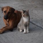 Katze und Hund aneinander gewöhnen